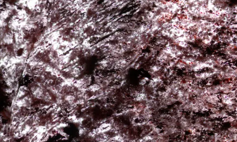 Vi hóa thạch: bằng chứng sớm của sự sống