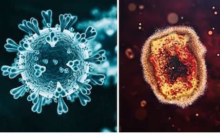 So sánh triệu chứng, truyền lây và khả năng đột biến giữa Corona và đậu mùa khỉ