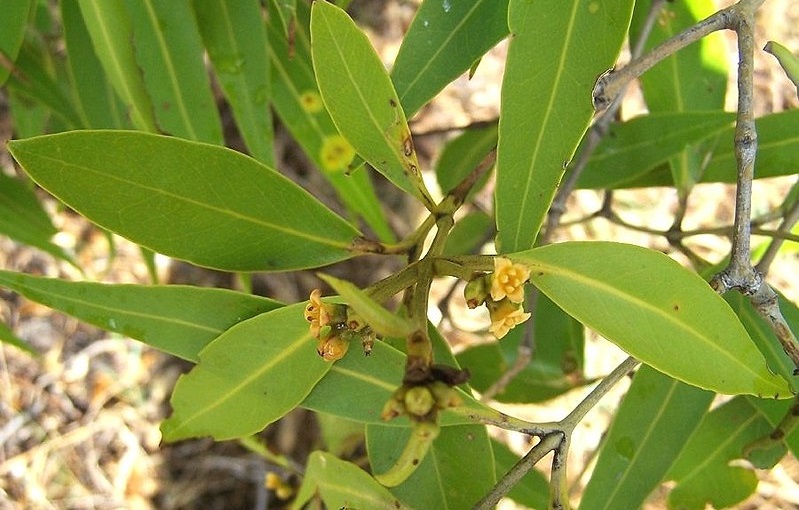 Rừng ngập mặn: Vệ binh môi trường cho các vùng ven biển