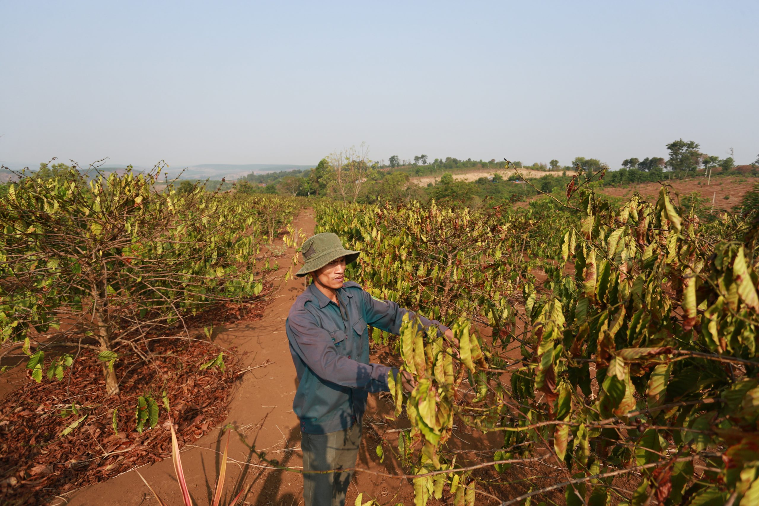 Cây cà phê héo rũ vì khát nước ở Đắk Lắk. Ảnh: Thành Nguyễn
