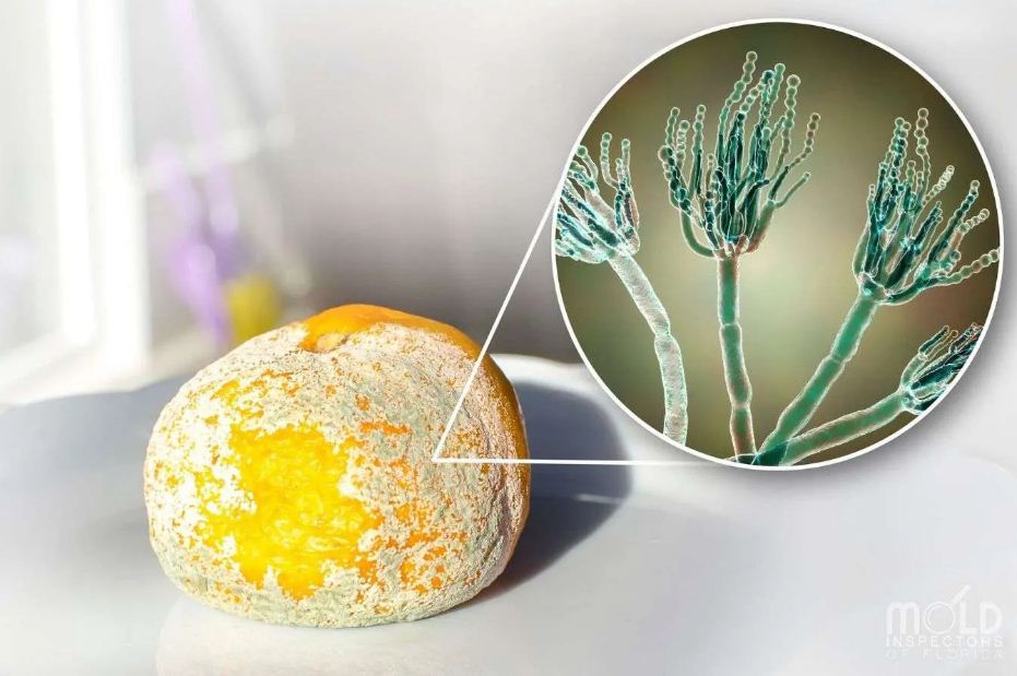 Khoa học về nấm mốc trên thực phẩm