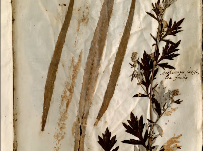 Bộ sưu tập hoa lá ép khô 500 năm tuổi tiết lộ những thay đổi của hệ thực vật trong vùng