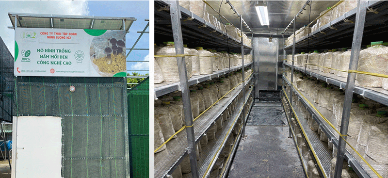 Trồng nấm mối đen bằng công nghệ IoT