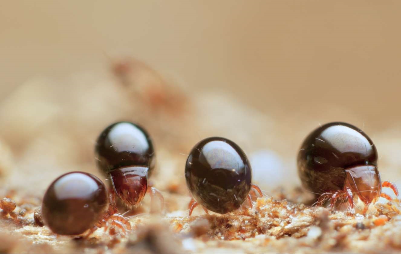 Dữ liệu hệ gene toàn diện về động vật không xương sống trong đất