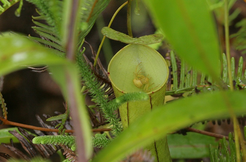 Bẫy của cây ăn thịt giải thích sự tiến hóa của các tính trạng ‘ghép’ phức hợp