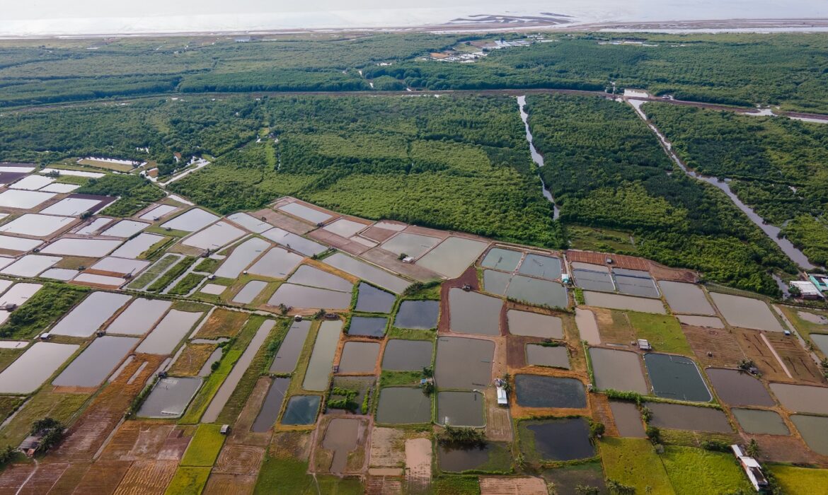 Rừng ngập mặn: Giữa những bủa vây