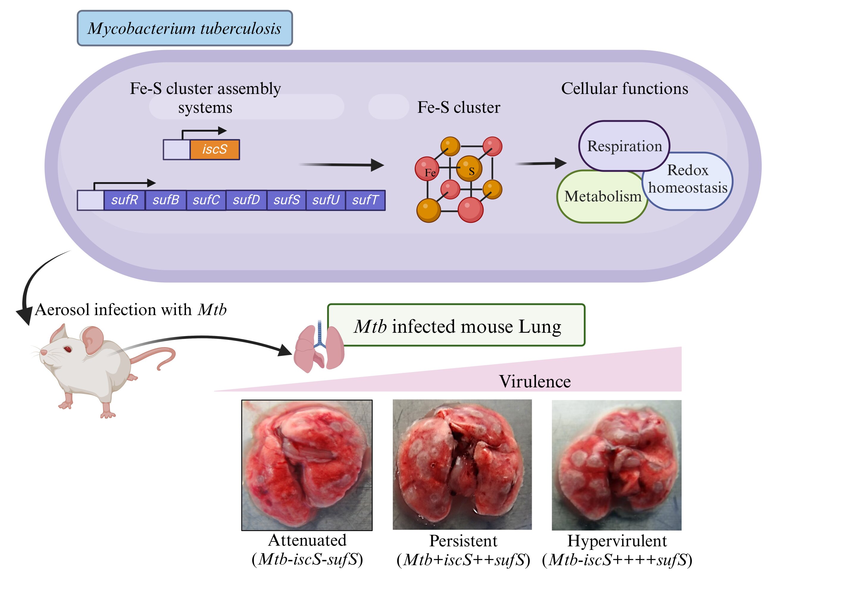 Cơ chế khiến khuẩn lao sống hàng thập kỷ trong cơ thể người 