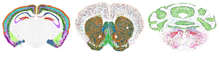 Atlas tế bào cơ thể người: Kỷ nguyên mới trong y học