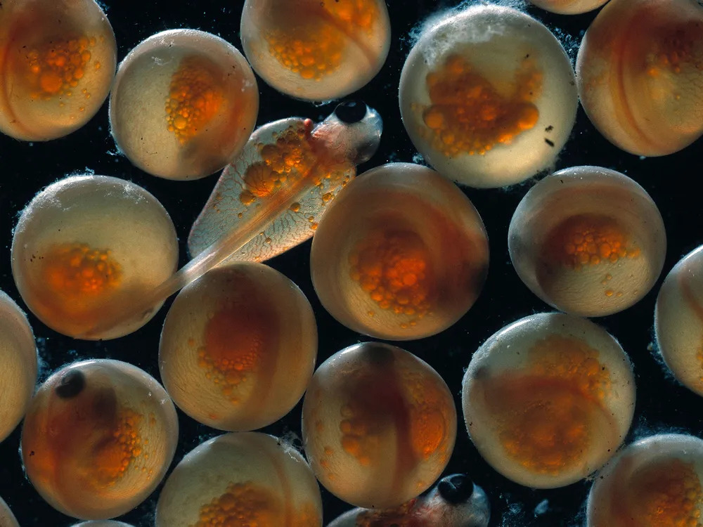 Động vật có thể tiến hóa đủ nhanh để theo kịp biến đổi khí hậu?