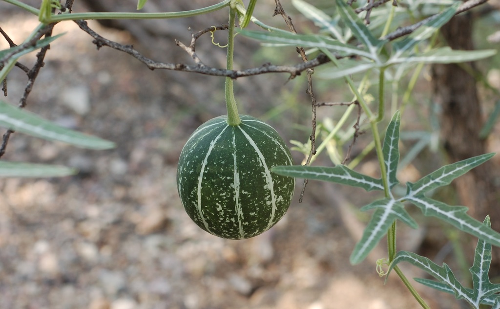 Cây dại sa mạc đối mặt với bệnh dịch từ cây trồng