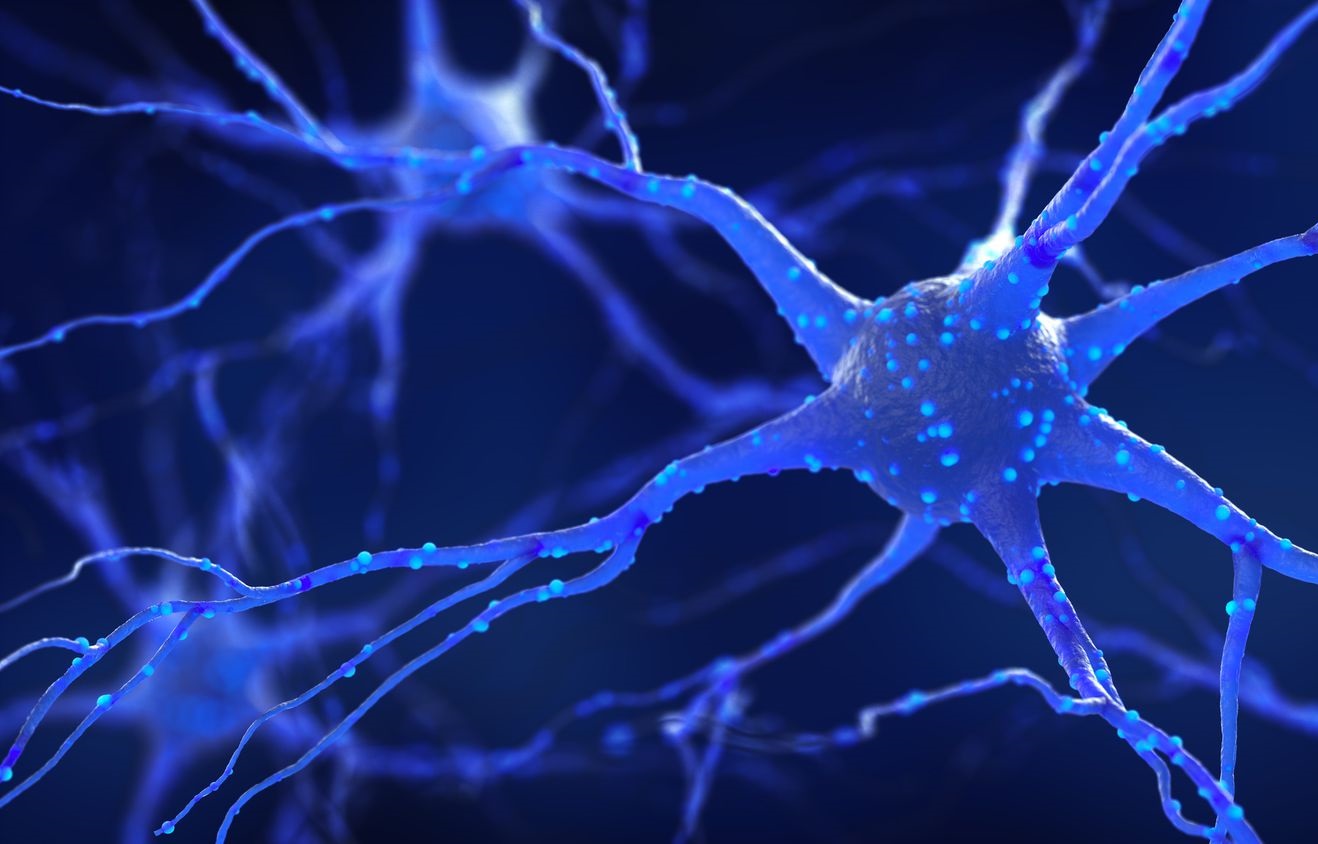 Các nhóm tế bào thần kinh tủy sống cho phép học vận động độc lập với não