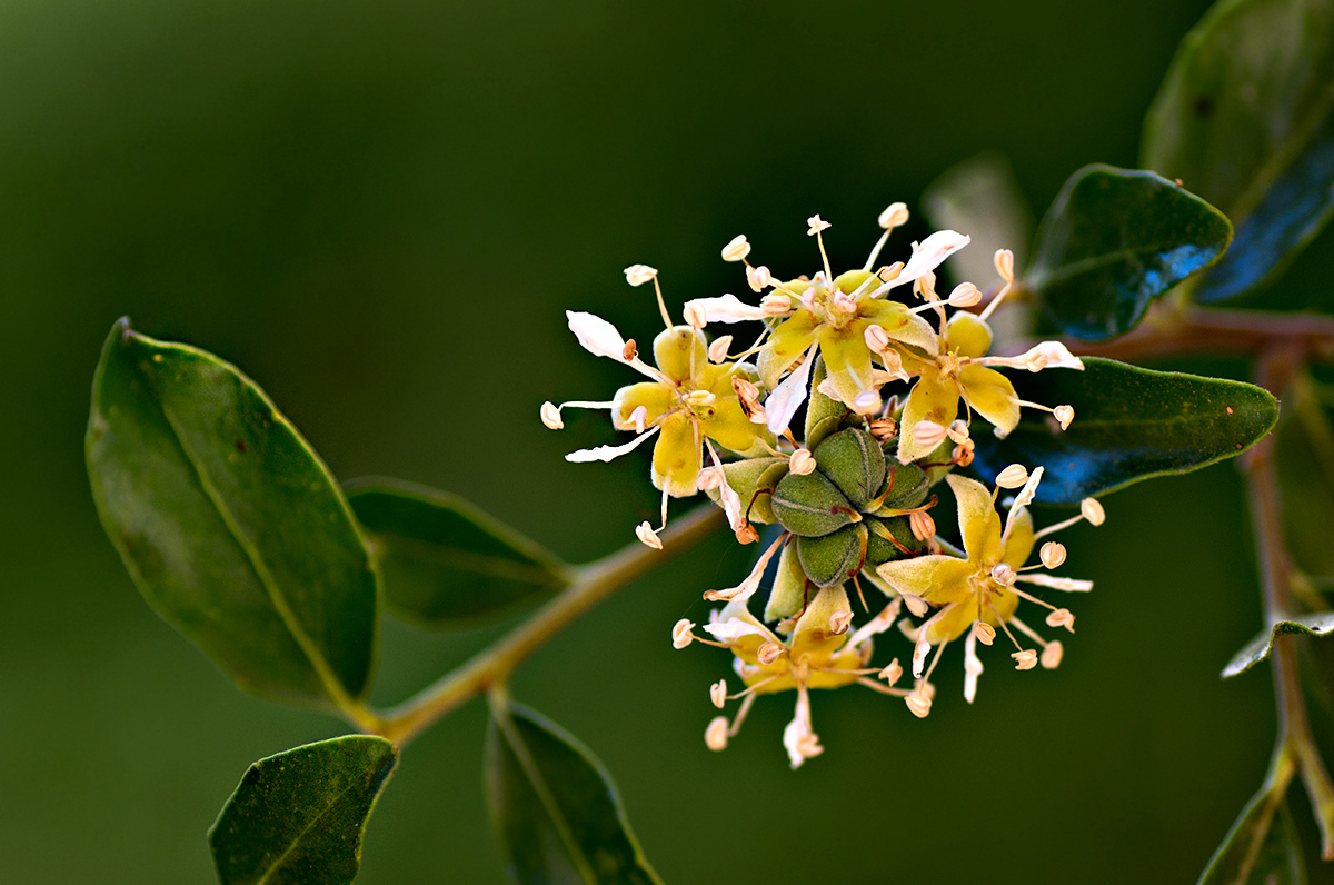 Sản xuất tá chất vaccine từ thực vật và bằng thực vật