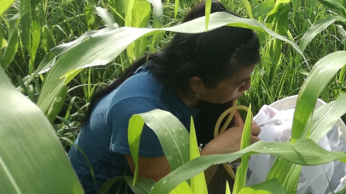 Hạt giống cây trồng chưa thể thích nghi với biến đổi khí hậu