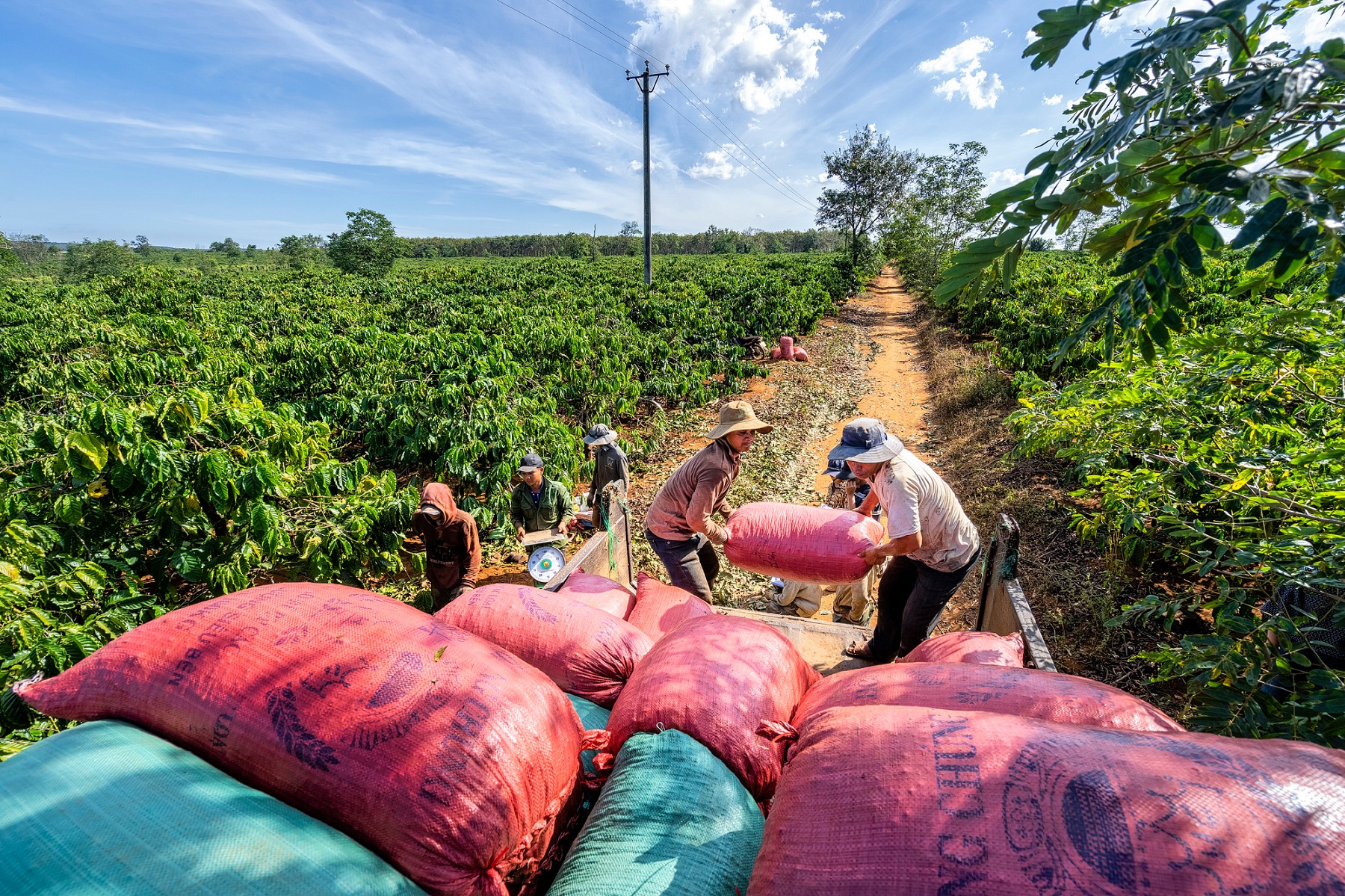 Cà phê Việt Nam: Giải pháp vượt qua “hàng rào” EUDR