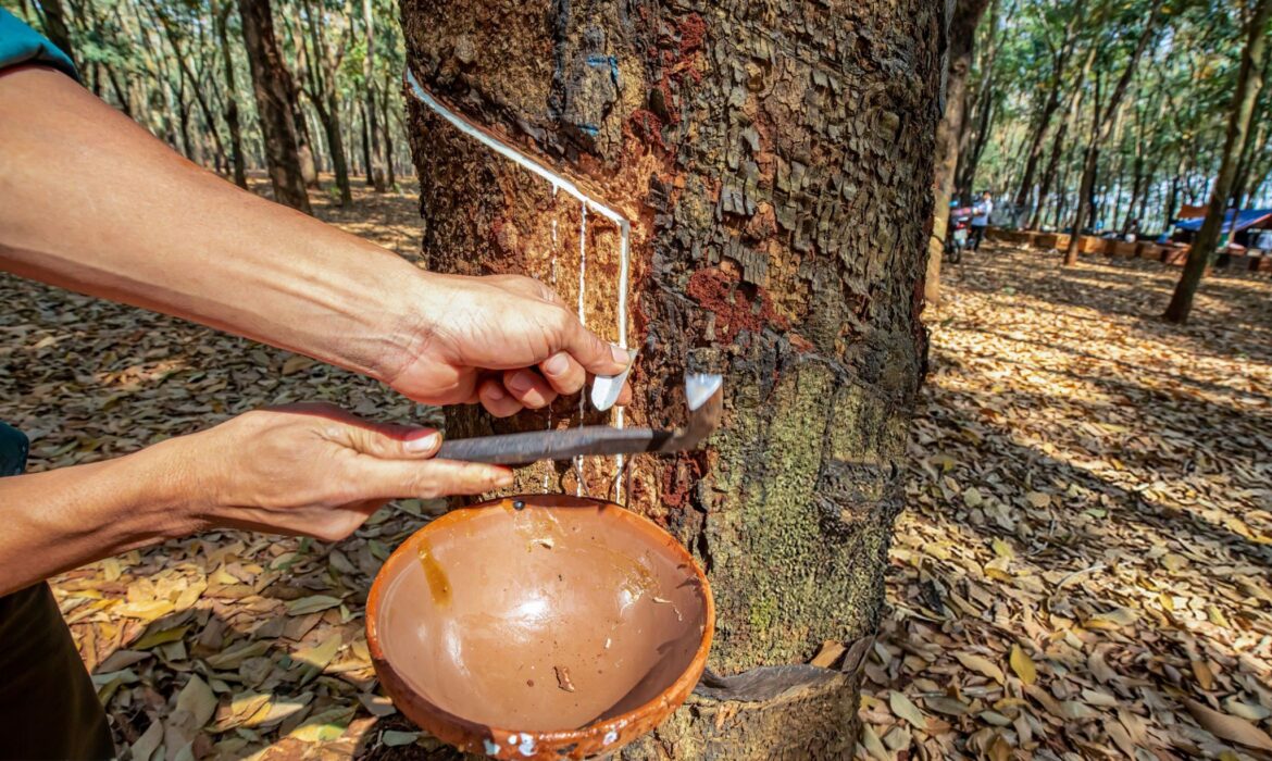 Cái giá của cao su tiểu điền