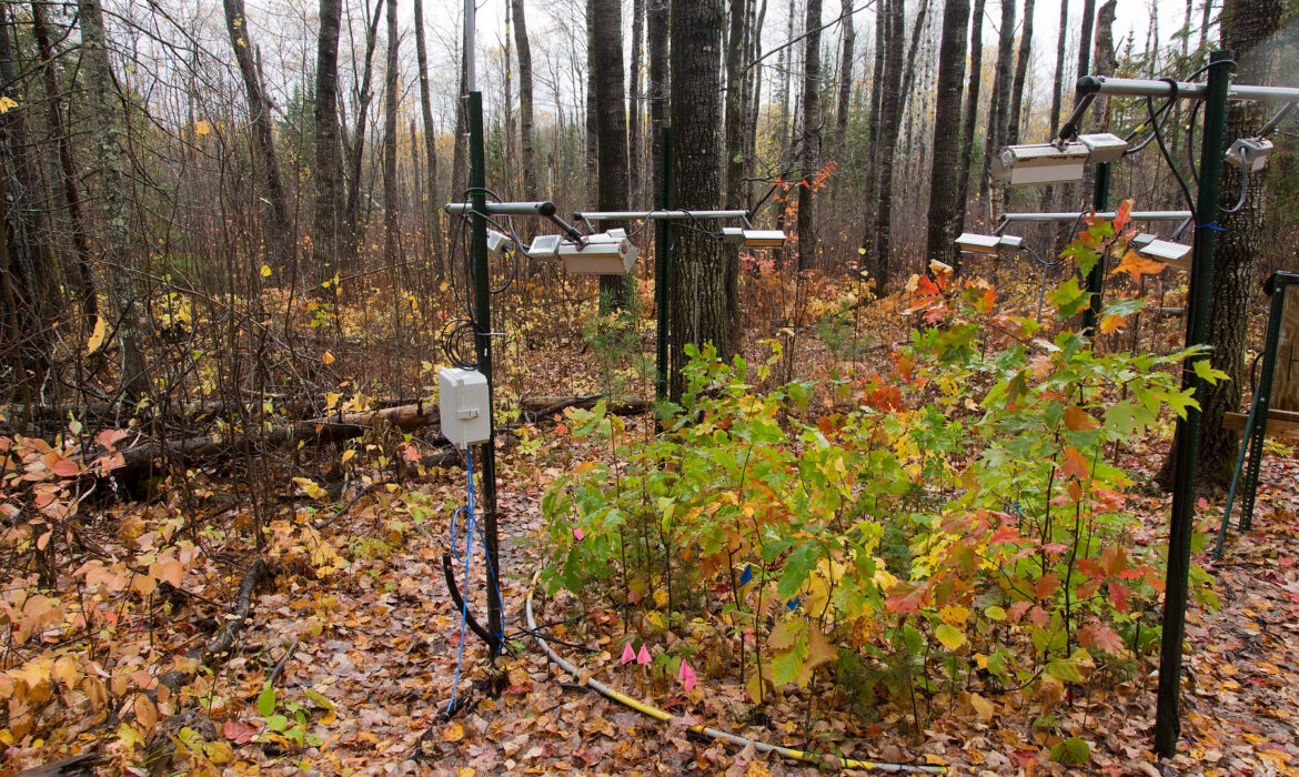 Phát thải carbon từ đất rừng sẽ tăng cùng với mức tăng của nhiệt độ