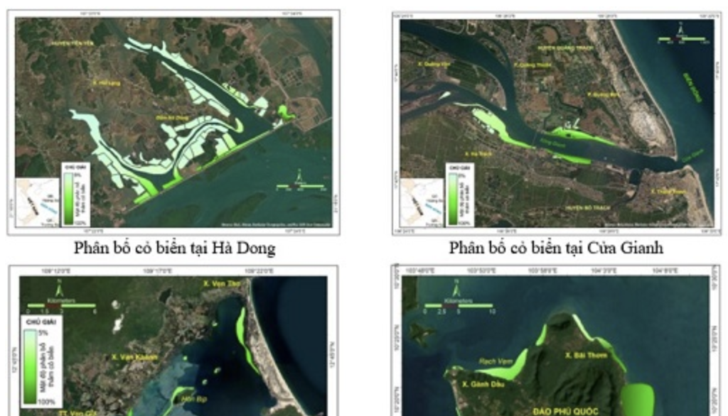 Tổng trữ lượng carbon hữu cơ của các thảm cỏ biển Việt Nam đạt hơn 878 nghìn tấn