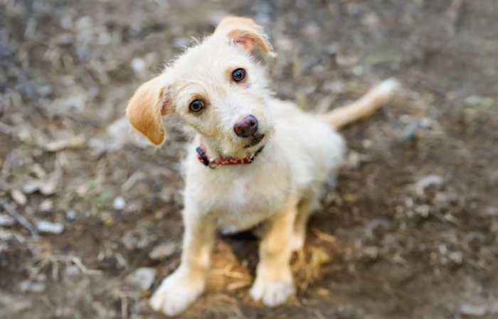 Chó có thể bị ảnh hưởng bởi cảm xúc của người