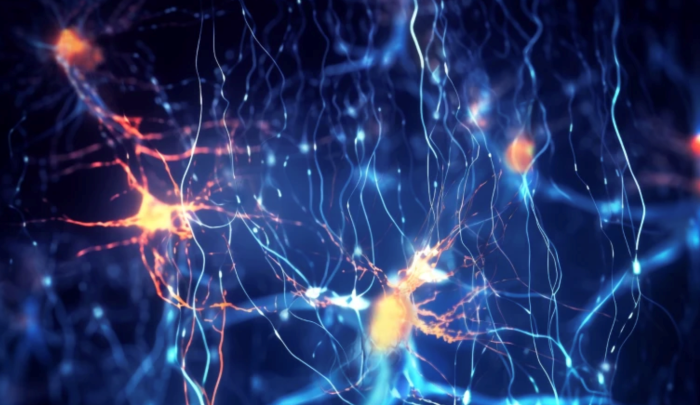 Tế bào não riêng lẻ có liên quan đến bản chất ngôn ngữ của một từ