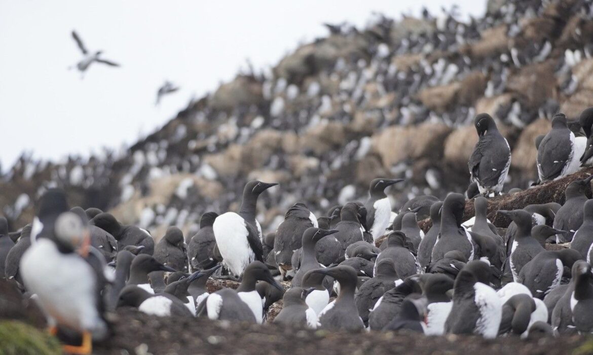 Mô hình mới giúp hiểu sự đồng tồn tại trong tự nhiên