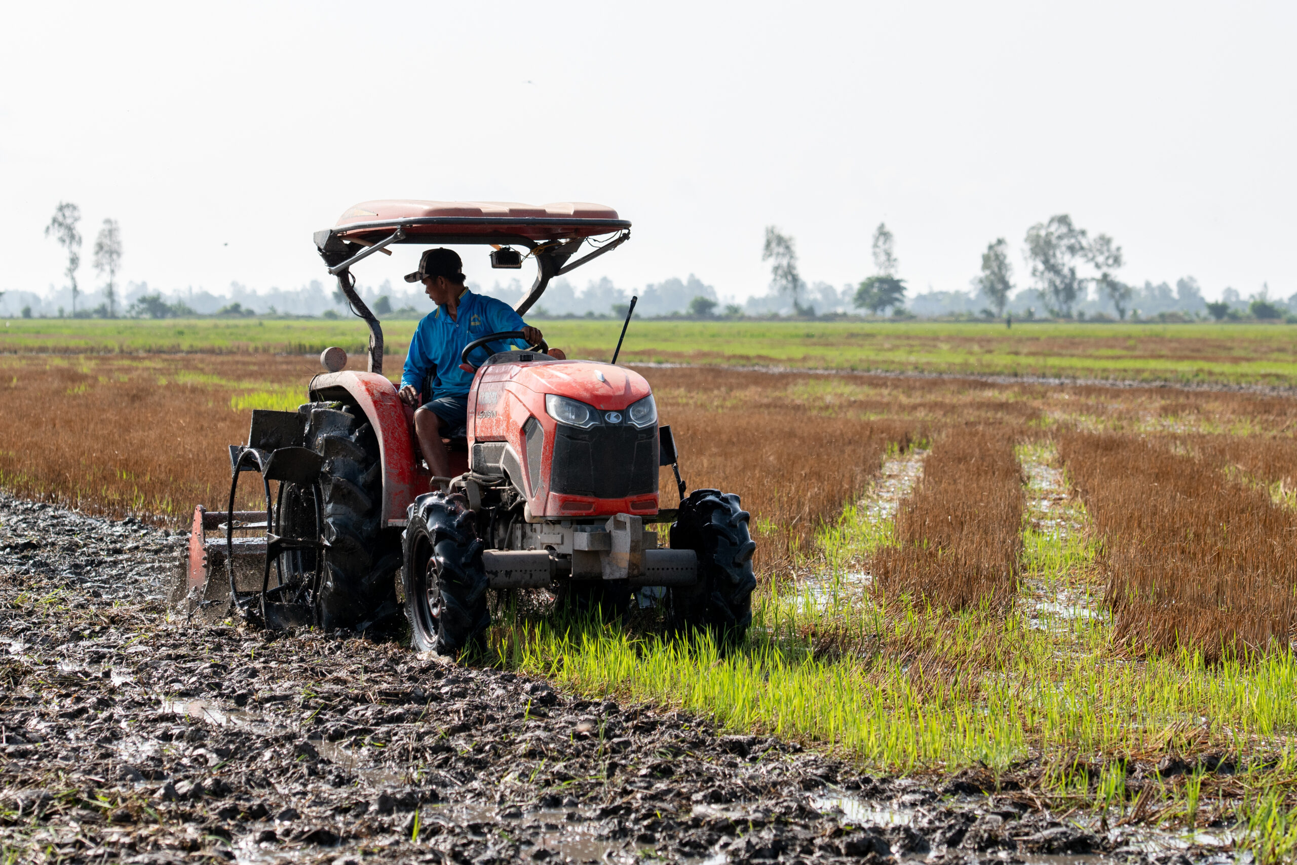 Điều gì giúp giảm phát thải khí nhà kính trong sản xuất lúa gạo?