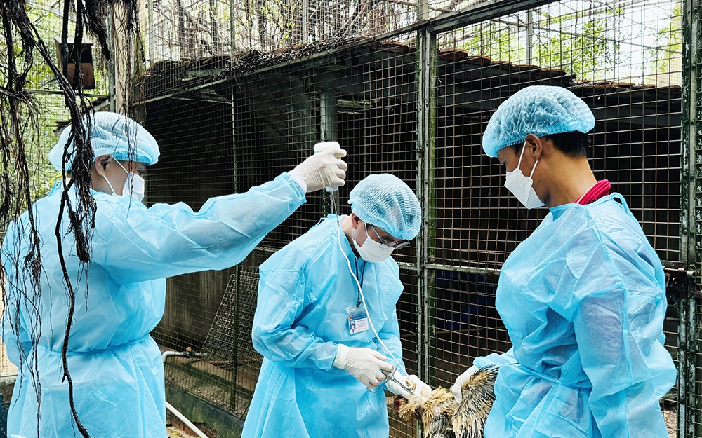 Những con sóng ngầm cúm gia cầm