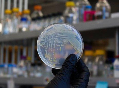 Dưỡng chất liên quan vitamin B12 ảnh hưởng đến sự tăng trưởng của vi sinh và tái định hình hệ vi sinh đất