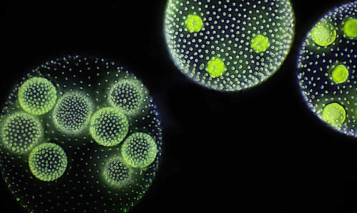 Khám phá những giới hạn cơ bản của sự sống