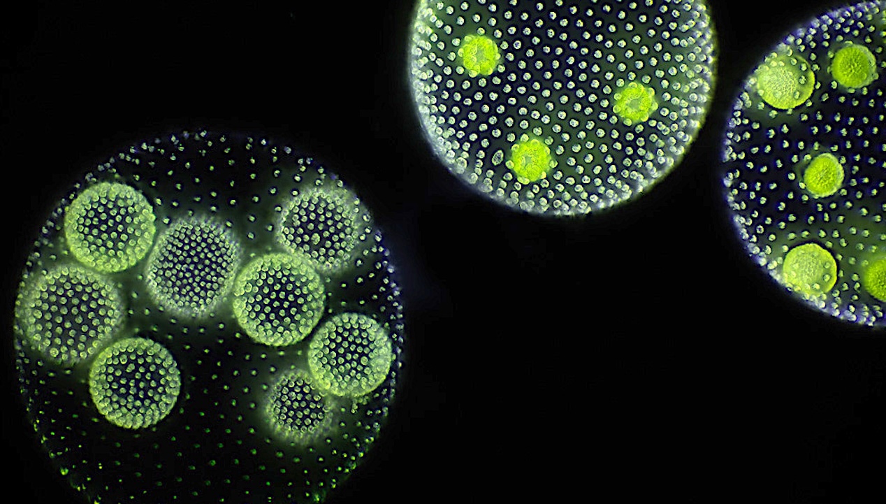 Khám phá những giới hạn cơ bản của sự sống