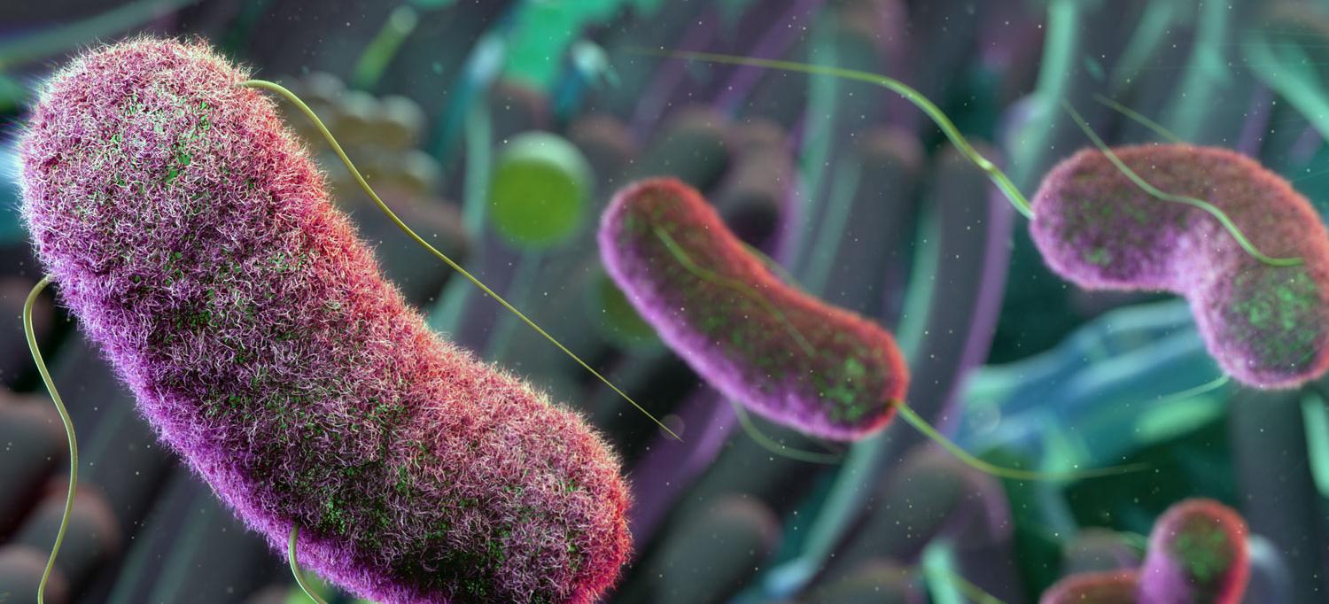 Quần thể virus đa dạng cùng tồn tại trên các chủng vi khuẩn 