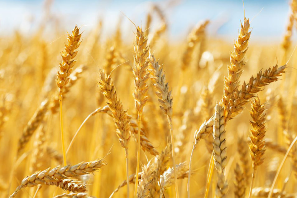 Tiết lộ quá khứ di truyền của lúa mì để chuyển đổi tương lai của nó