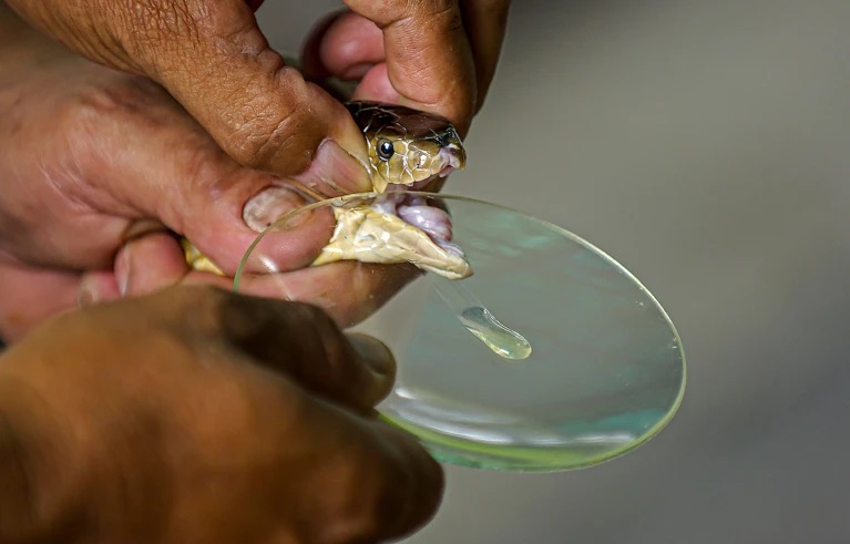 Protein do AI thiết kế có thể giải bài toán thế kỷ – tạo chất kháng nọc rắn