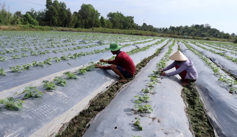 Vi nhựa trong đất nông nghiệp: Nhiều câu hỏi cần được trả lời