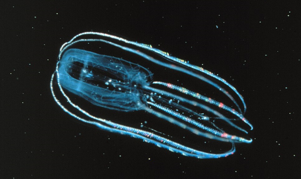 Phát hiện mới thách thức hiểu biết về các hệ thần kinh và sự tiến hóa của chúng