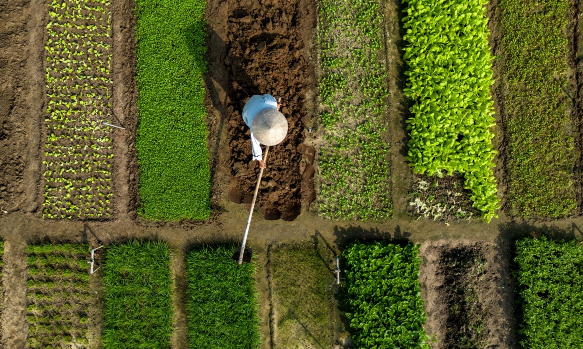 Nông hộ nhỏ: Trụ cột thầm lặng của chuyển dịch rau an toàn