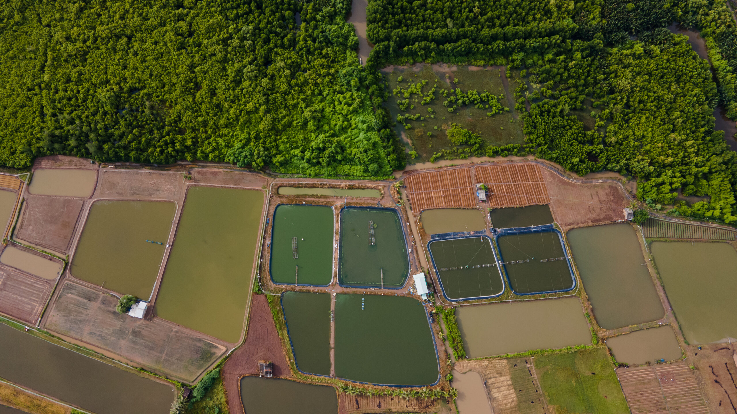 “Đôi bạn cùng tiến” có lợi cho nuôi tôm?