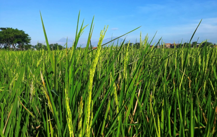 Nghiên cứu mới về khả năng chịu lạnh của cây lúa