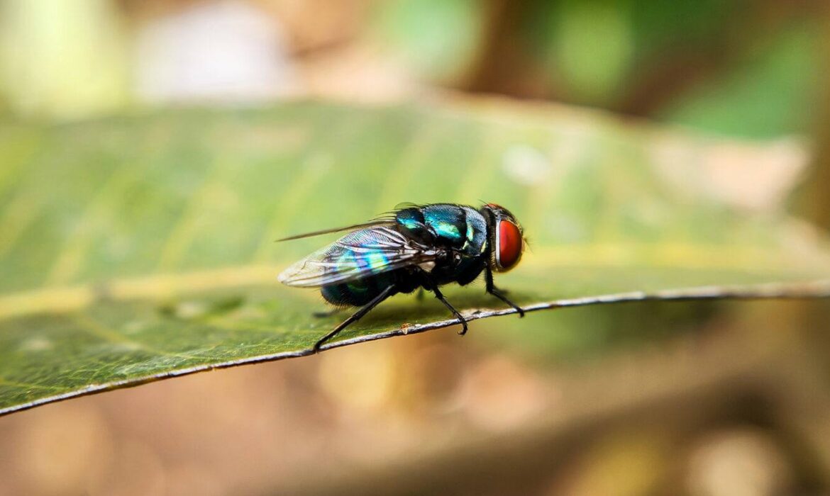Biện minh về mặt đạo đức để tiêu diệt một số loài có hại