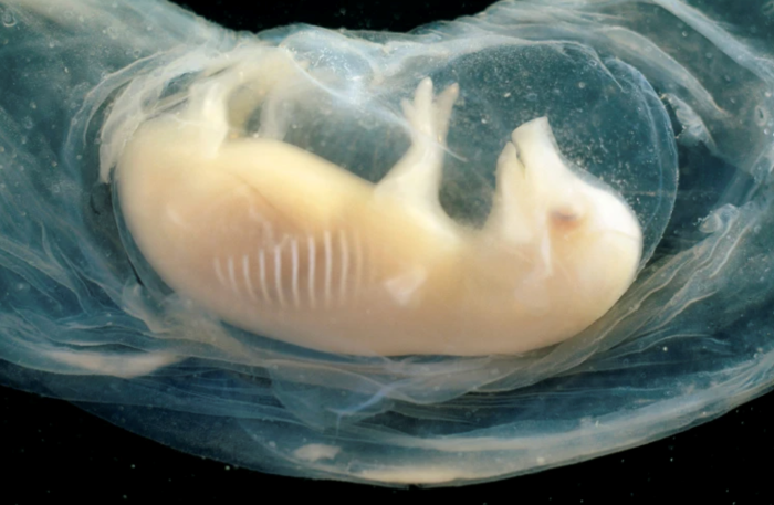 Lần đầu tiên nuôi cấy thành công tim người tí hon trong phôi lợn