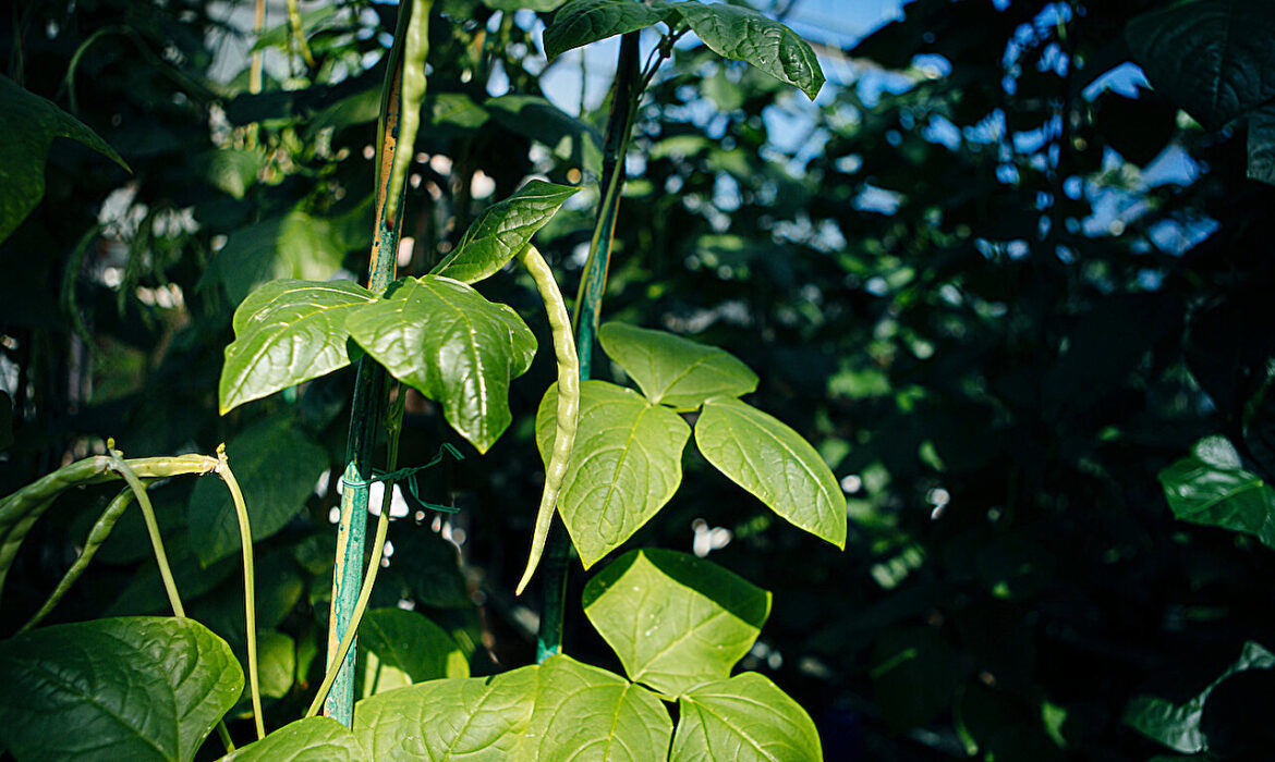 Đường là bộ phận giảm nhiệt ẩn trong cây cối