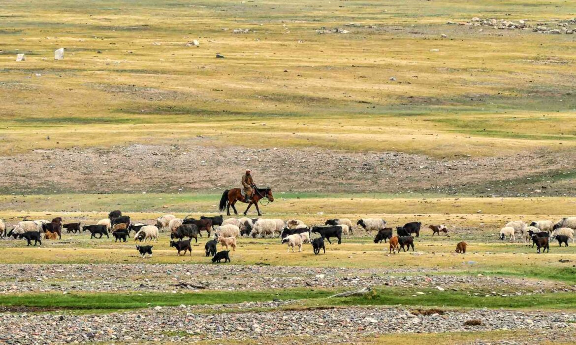 Các bệnh từ động vật lây sang người xuất hiện kể từ khi chúng ta bắt đầu nuôi gia súc