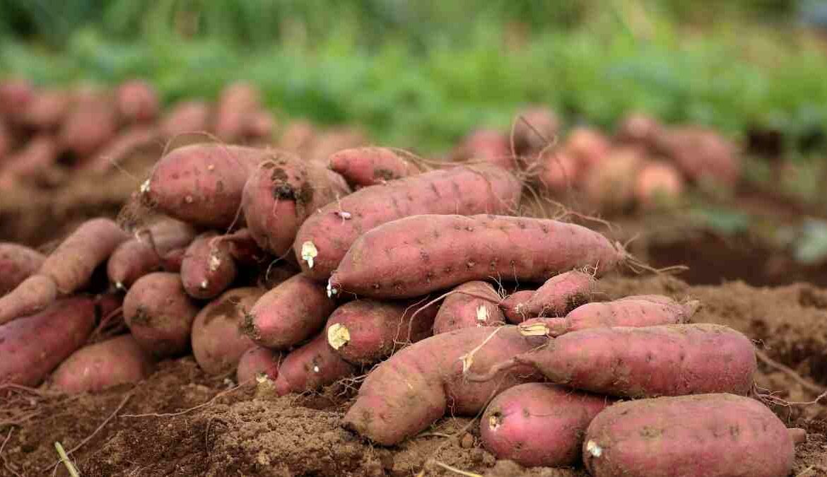 Nghiên cứu mới tiết lộ tổ tiên bất ngờ của khoai lang