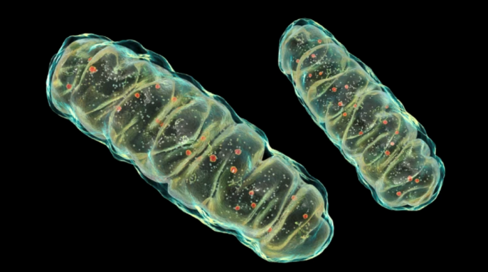 Ty thể tống xuất DNA bị hư hại, kích hoạt phản ứng viêm liên quan đến lão hóa