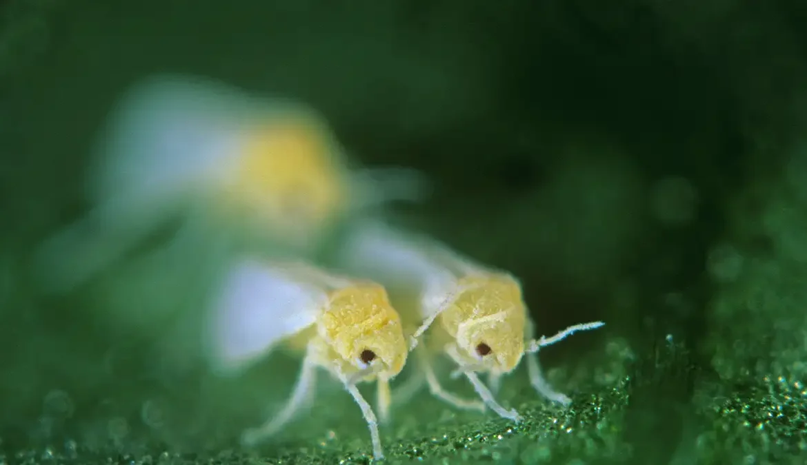 Chỉnh sửa gene tạo ra các loài cây không thể tiêu hóa được với côn trùng