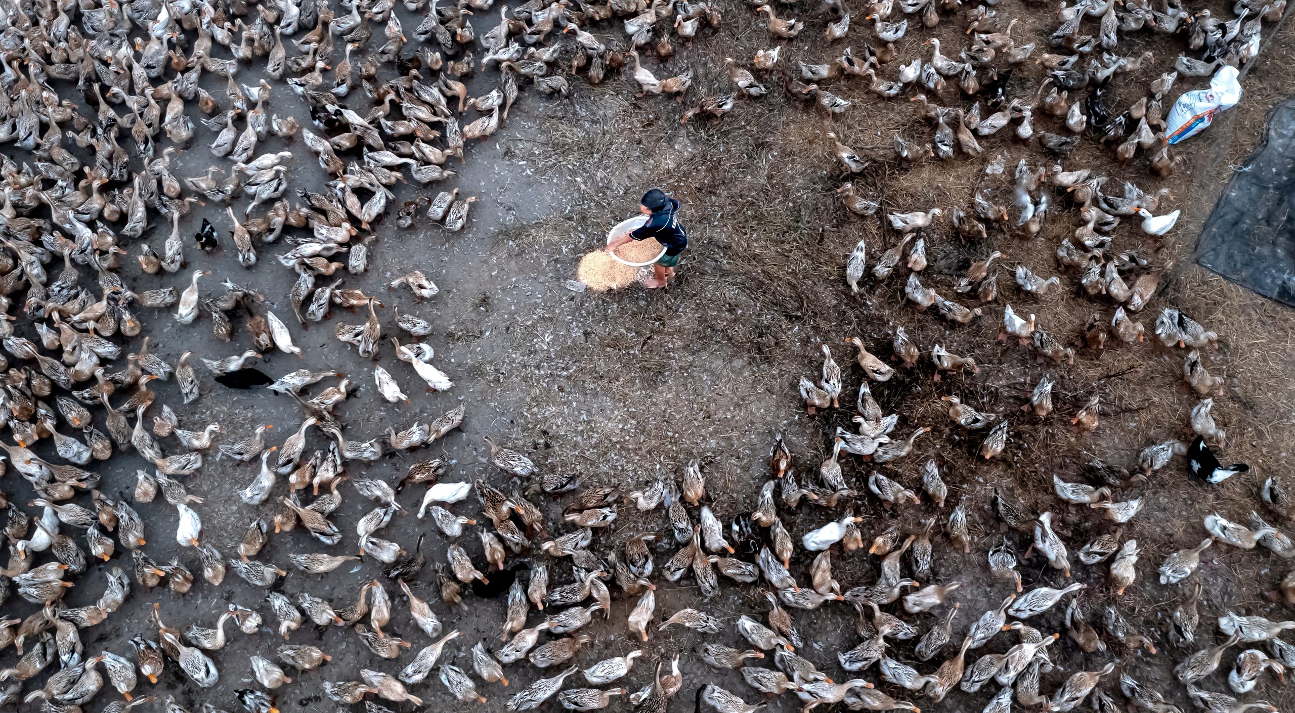 Những yếu tố quyết định việc sử dụng kháng sinh trong chăn nuôi gia cầm tại Việt Nam