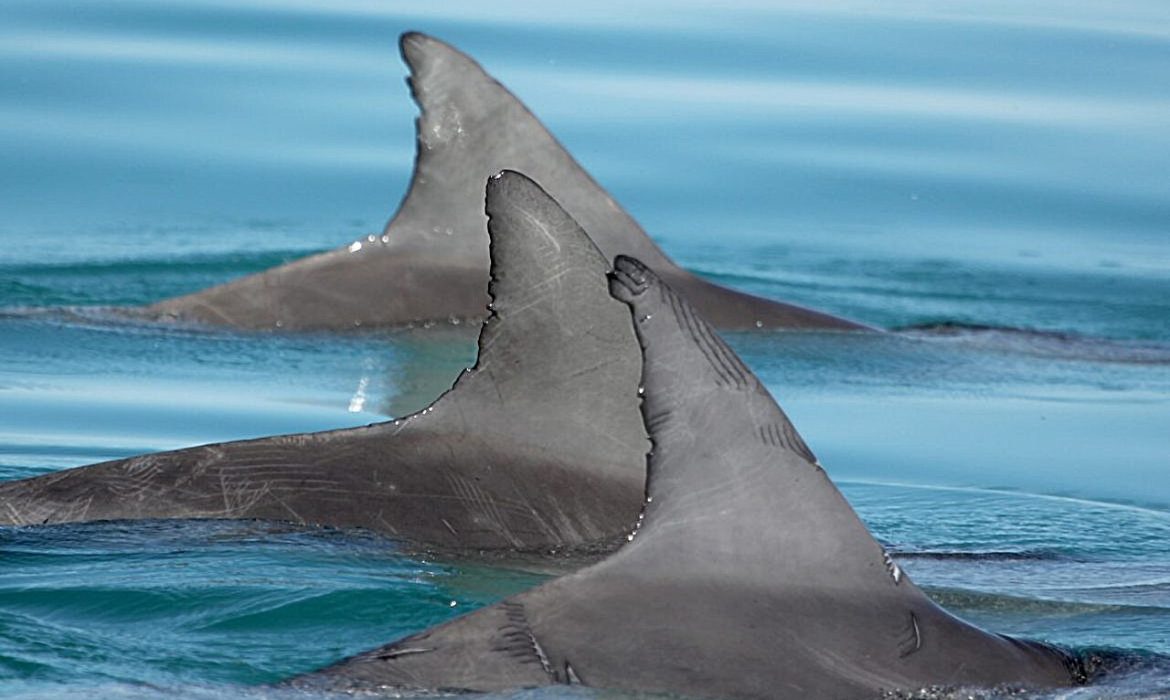 Kết nối xã hội làm cá heo chậm lão hóa, phản ánh những mô hình thấy ở người